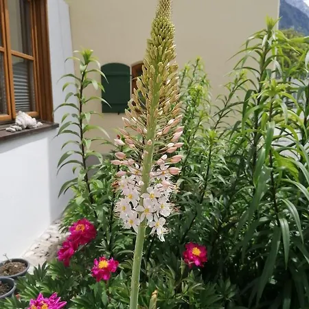 Bergluft Appartement